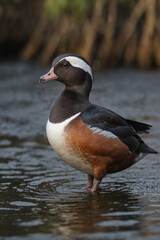 Male Harlequin Duck in Shallow Water