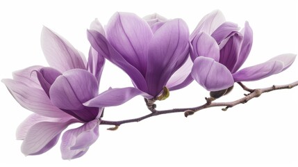 Purple magnolia flower, Magnolia felix isolated on white background, with clipping path