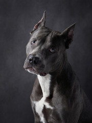 A Pit Bull dog looks directly at the camera, its sharp gaze set against a dark backdrop, reflecting its strong personality and keen intelligence.