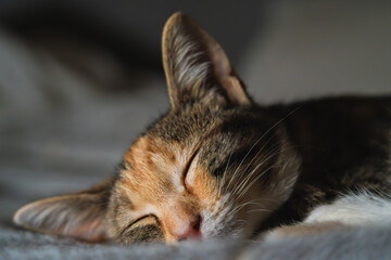 Cat peacefully sleeping, soft fur and relaxed expression. Indoor pet resting in calm, loving...