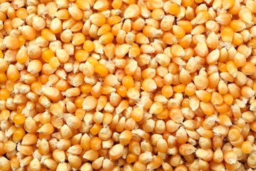 Fresh corn kernels as background, top view