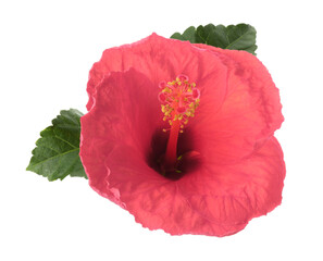 Beautiful pink hibiscus flower isolated on white