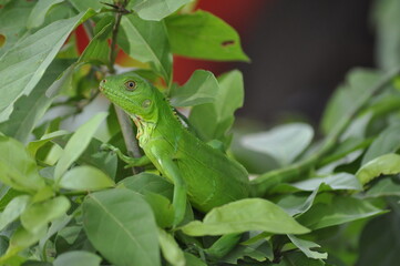 Green Iguana (Iguana iguana) in Maranhão, Brazil