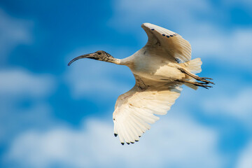 Australian White Ibis in flight above the lake at Berrinba Wetlands in Archerfield, Queensland.