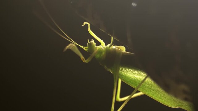 Close-up katydid pausing on porch light, using its mouth to clean its antenna.
