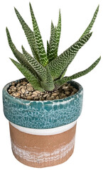 Ornamental plants in pots are naturally refreshing.