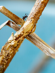 A mature Black garden ant worker (Lasius niger) walking along a branch in Noosa Heads, Sunshine Coast, Queensland, Australia.