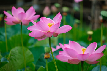 Fototapeta premium 輝く古代蓮