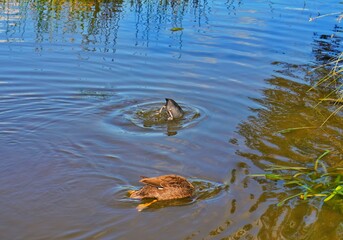 Two ducks are trying to get its food by immersing its head into the water. 