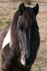 Obraz premium Caballo oscuro
