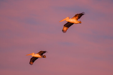 Australian Pelicans in flight above the Berrinba Wetlands, Logan City, Queensland.
