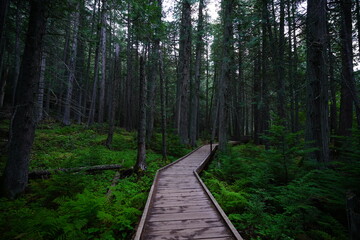 path in the forest Glacier National Park　木道　グレイシャー国立公園