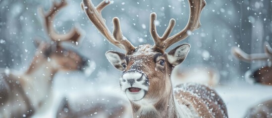 Reindeer in the Winter Wonderland