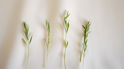 Abstract Nature with Three Green Plants on Soft Beige Background in Symmetrical Composition Using Long Exposure Techniques