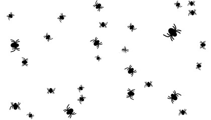 Halloween theme background, black spider isolated on white background, web, decoration, festive, spider Halloween decoration, PNG, transparency