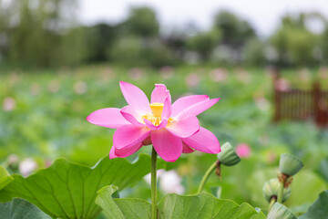 Fototapeta premium Lotus after a summer rain