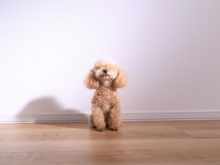 お利口に座るトイプードル