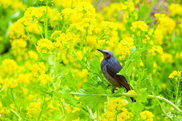 菜の花畑のヒヨドリ