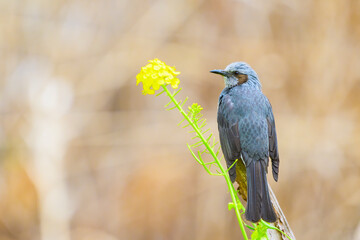 ヒヨドリと菜の花