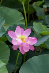 Lotus after a summer rain