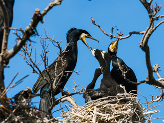 巣の中のカワウ家族