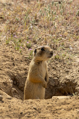 Prairie Dog