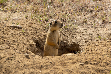 Prairie Dog