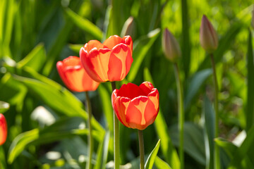 Orange Tulips