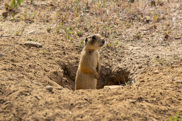 Prairie Dog