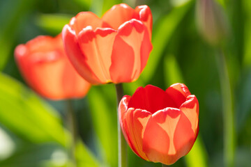 Orange Tulips