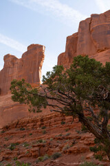 Tree in Arches National Park, Utah