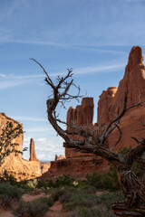 Tree in Arches National Park, Utah