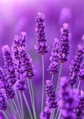 Obraz premium Close-Up of Vibrant Purple Lavender Blossoms with Soft Focus Background Showcasing Natural Beauty and Floral Delicacy in Nature