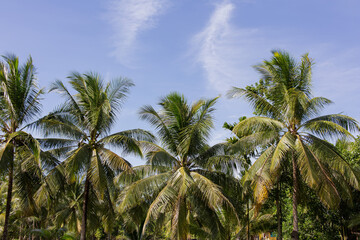 Coconut trees with a blue sky in the background