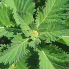 日本で夏にルリアザミが紫色の花を咲かせています