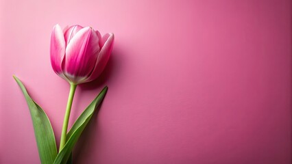 Realistic wallpaper of a tulip on a pink background, tulip, pink, background, wallpaper, realistic,floral, decoration, elegant