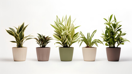 Fototapeta premium Set of plant in a pot isolated on white background.