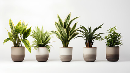 Obraz premium Set of plant in a pot isolated on white background.