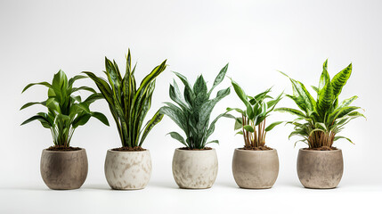 Set of plant in a pot isolated on white background.