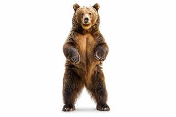 Bear standing on hind legs against white background
