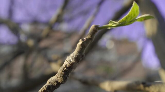 concept of hope and positivism, a leaf sprouting on the branch of a tree in springtime illuminated by the light of an evening, slow motion