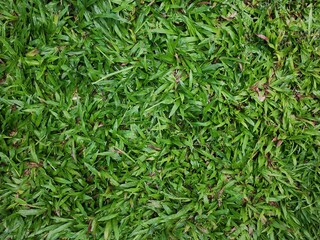 Green grass leaves background or texture