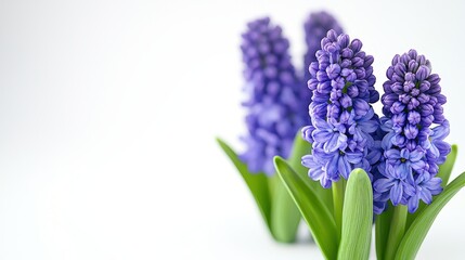 Obraz premium Watercolor hyacinth clipart featuring fragrant blooms in shades of purple and blue