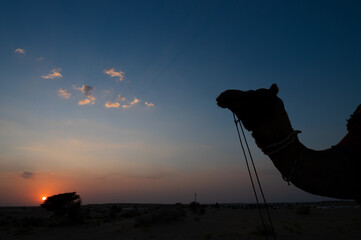 Silhouette of a Camel, Camelus dromedarius, at sand dunes of Thar desert, Rajasthan, India. Camel riding is a favourite activity amongst tourists. Sun set background.