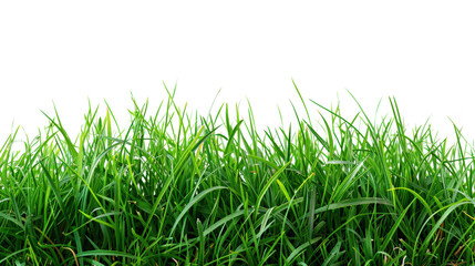 A close-up of vibrant green grass blades, creating a natural, lush texture.