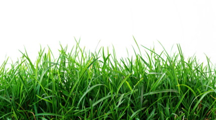A close-up of vibrant green grass blades, creating a natural, lush texture.