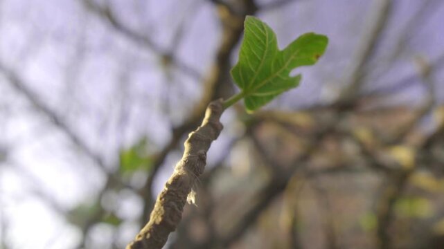 concept of hope and positivism, a leaf sprouting on the branch of a tree in springtime illuminated by the light of an evening, slow motion