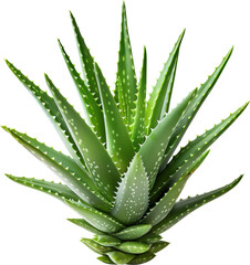 A vibrant green aloe vera plant with sharp, spiky leaves.