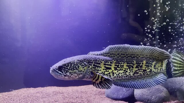 Footage of a channa auranti. This is a very rare fish from inland india.	