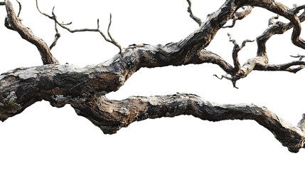 Fototapeta premium dead tree trunk in transparent background